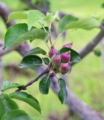 Close up of small apples on tree branch in spring