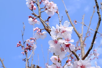 青空と染井吉野の花弁と蕾