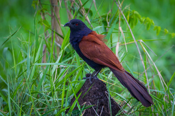 Portrait of Coucal, Crow pheasant(Centropus senegalensis) 