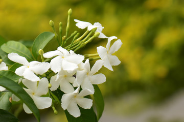 White flowers macro spring flower