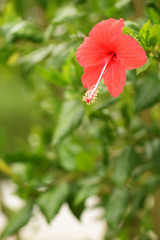 red hibiscus flower with leaf