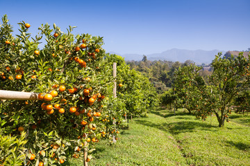Fototapeta na wymiar orange trees plantations