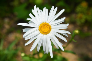 Obraz premium Beautiful white flowers of chrysanthemum on green background