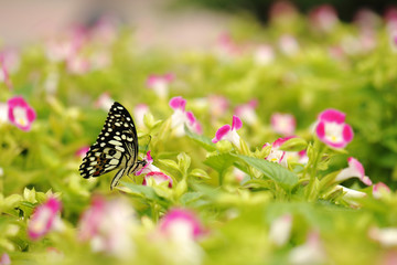 Butterfly in the nature tropical garden