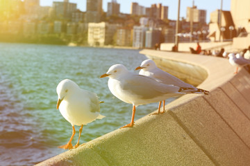 Seagull and effect vintage light soft and blure .