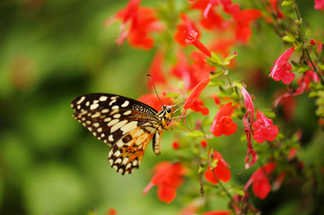Butterfly in the nature tropical garden