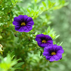 Close up of petunias with soft background