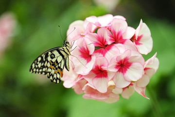 Closeup butterfly on geranium flower