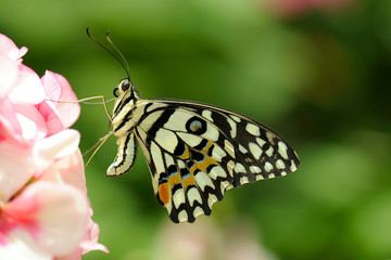 Closeup butterfly on geranium flower
