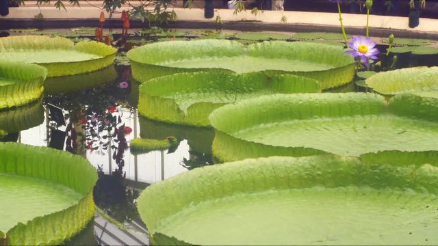Panning view of a pond with waterlily