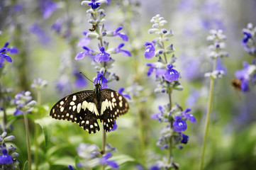 Butterfly in the nature tropical garden