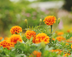 Marigolds (Tagetes erecta, Mexican marigold, Aztec marigold, African marigold)