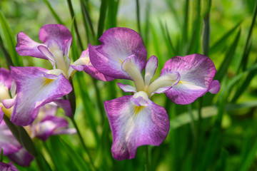 Beautiful purple orchid