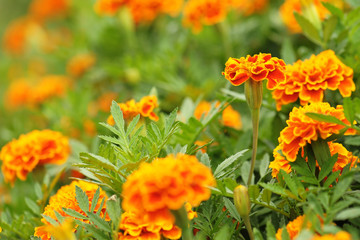 Marigolds (Tagetes erecta, Mexican marigold, Aztec marigold, African marigold)