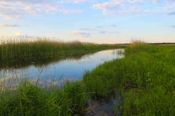 Fototapeta na wymiar River with reeds on the shore