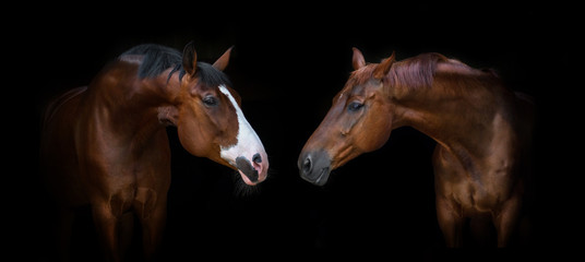 Naklejka premium Portret dwóch pięknych koni na czarnym tle