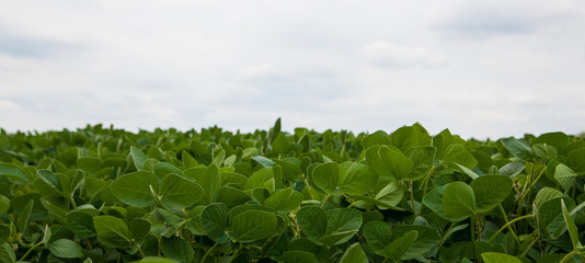 Soybean field