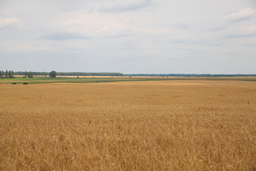 Fototapeta na wymiar Ears of wheat field