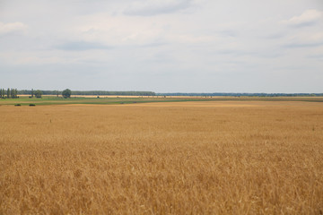 Fototapeta premium Kłosy pola pszenicy