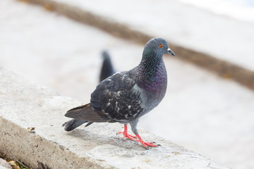 Obraz premium Pigeon at the park