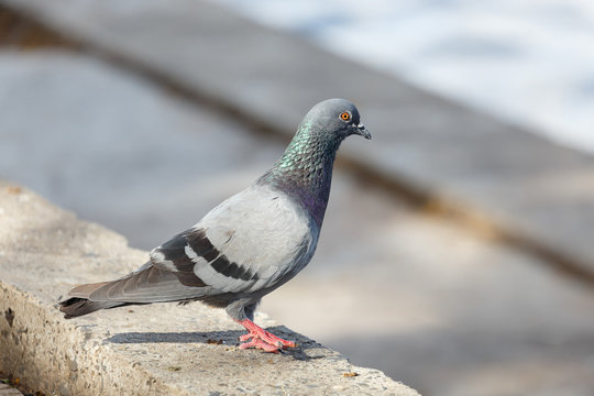 Pigeon at  the park