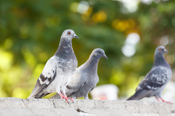 Pigeon at  the park