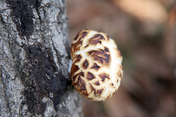 표고버섯/백화고