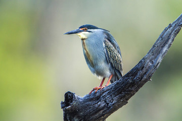 Green-backed heron in Kruger National park, South Africa