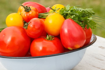 Tomatoes in metal bowl with green parsley and chives in garden on sunny day