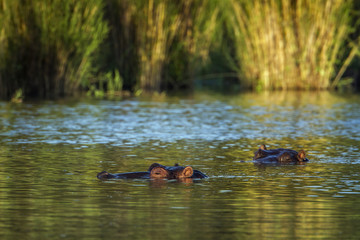 Hippopotamus in Kruger National park, South Africa