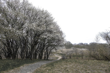 A walk path in the rural area of copenhagen,
