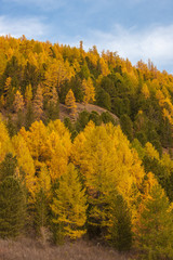 Fototapeta premium autumn hillside on a sunny day