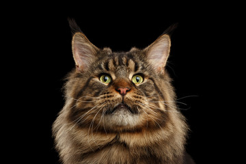 Fototapeta na wymiar Close-up Portrait of Huge Maine Coon Cat Curious Looking in Camera Isolated on Black Background, Front view