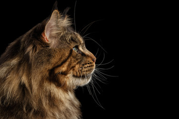 Close-up Portrait of Huge Maine Coon Cat Looking up Isolated on Black Background, Profile view