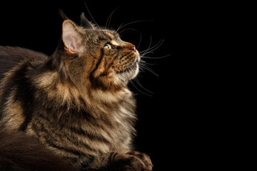 Close-up Portrait of Maine Coon Cat Lying and Looking up Isolated on Black Background, Profile view