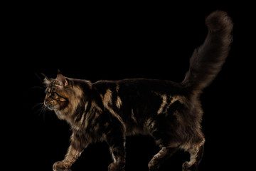 Beautiful Large Maine Coon Cat Walk with furry tail Isolated on Black Background, Side view