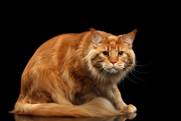 Ginger Maine Coon frightened Cat Sitting and Curious Looking in Camera Isolated on Black...