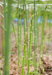 露地栽培のアスパラ