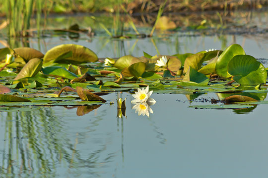 nice water lilies in the blue river in the picturesque place