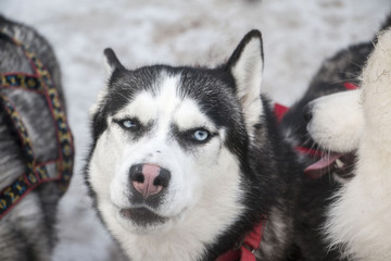 Beautiful husky dog in winter snowy day