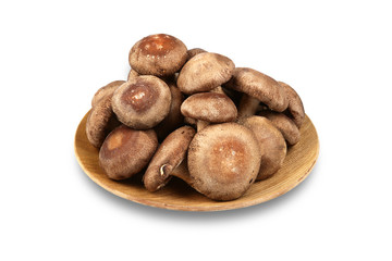 표고버섯 생표고