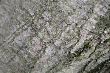 Bark of tree texture