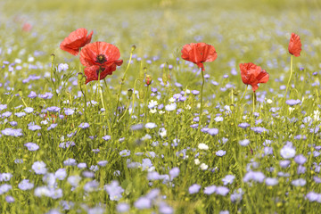 Springtime. Poppies in a field of blue flowers. Apulia,Italy.