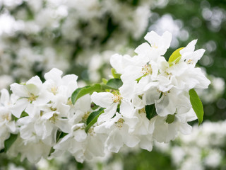 Flowers on the branch of a tree in the park. Shallow focus