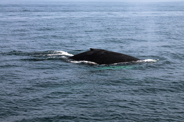Whale blowing in Atlantic ocean