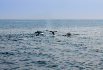Fototapeta premium Whale blowing in Atlantic ocean