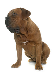 Dogue de Bordeaux