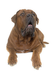 Dogue de Bordeaux