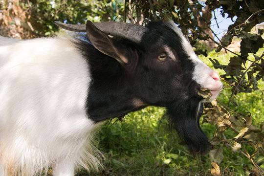 Profile of tibetan goat with horns