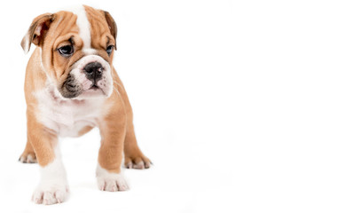 Fototapeta premium English bulldog puppy